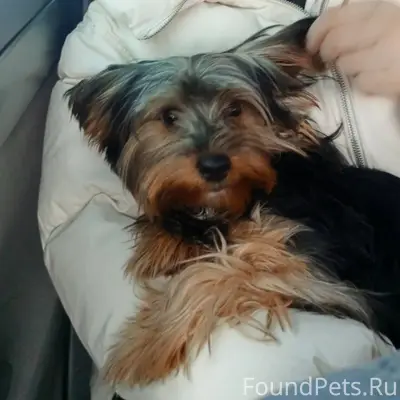 Пропал щенок! По улице северна...