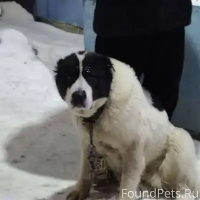 Нашли собаку алабай, девочка. ...