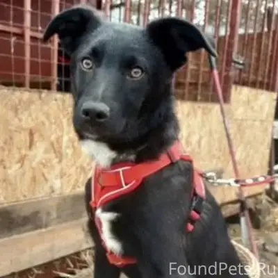 ❗Пропала собака. В СНТ Мирное,...