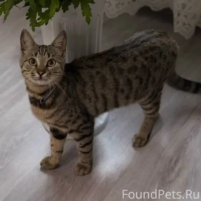 Пропал кот в районе больницы. ...