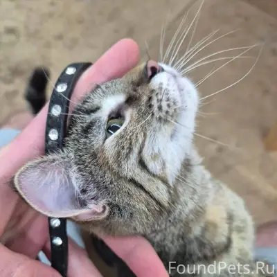 Найдена кошка-подросток 15.01 ...