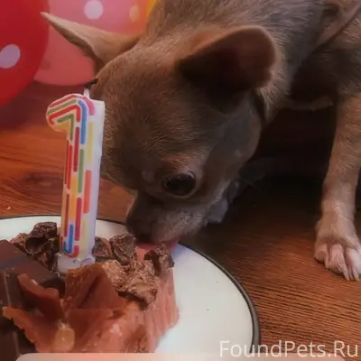 Помогите пожалуйста найти соба...