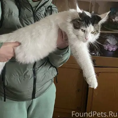 Пропал кот в районе второй шко...