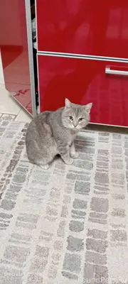 Пожалуйста репост !!! Найден К...