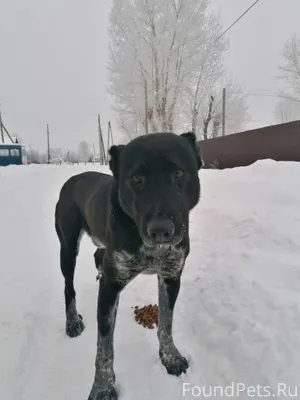 Кто потерял собаку?5 день бега...