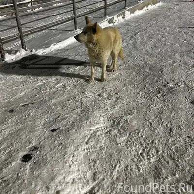 ‼🙏🙏📢📢📢📢 ПОТЕРЯШКА!!!! пожалуйс...