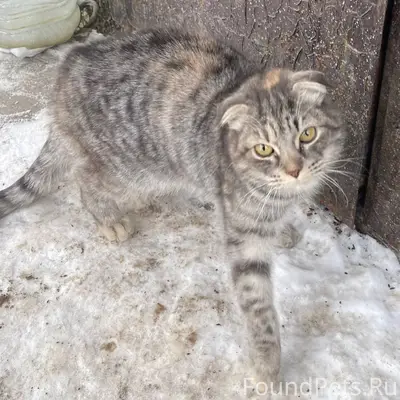 Семенов!!! Приблудилась кошка ...