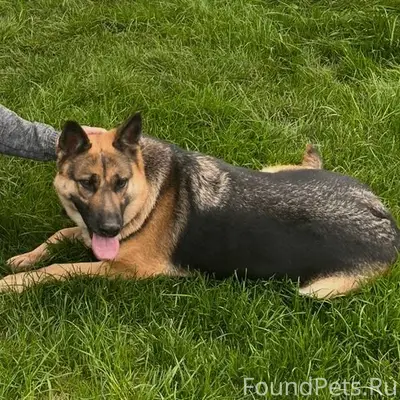 Пропала собака породы немецкая...