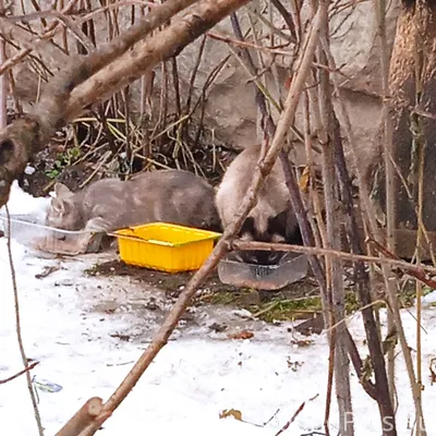 🚨🚨🚨 Район ул. Свободы и Кутузо...