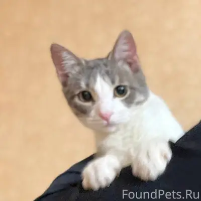 Пропал котёнок!!! Просьба, есл...