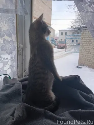 Найдена маленькая кошечка. Оче...