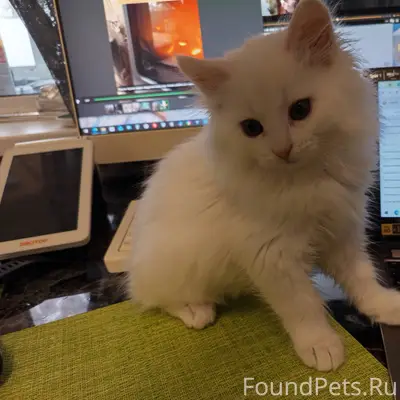 Белый пушистый глухой 3 месячный котик