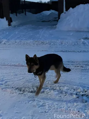 Большие Кабаны уже как 3 дня.....