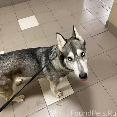 Найдена собака в 3 мкр. Девочк...