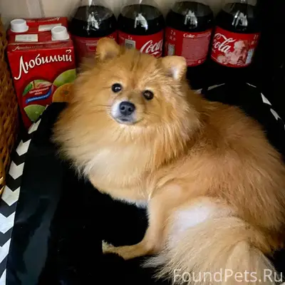 Пропал пес по кличке Фантик. О...