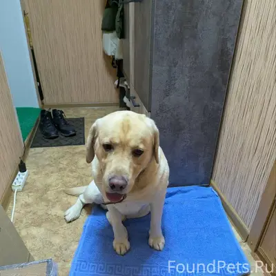 Найден пёс с ошейником в район...