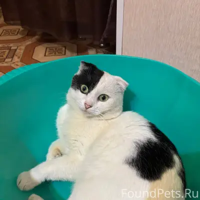 ПРОПАЛ ВИСЛОУХИЙ КОТ! ПОМОГИТЕ...