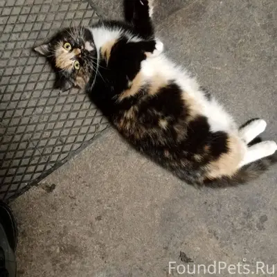 Пропала кошка возраст меньше г...