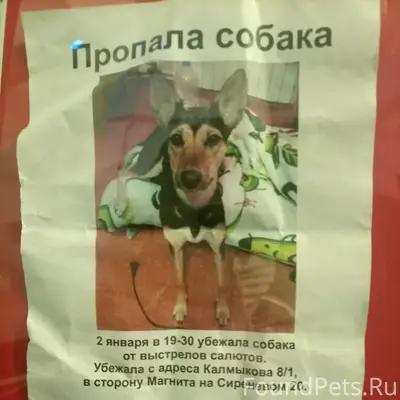 ВНИМАНИЕ потерялась моя собака...