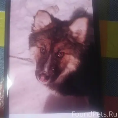 Кто потерял собачку,щенок меся...