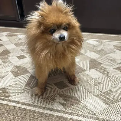 Кто потерял собаку? Район друж...