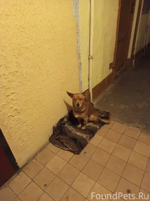 Найдена собака (кобель) Еремен...