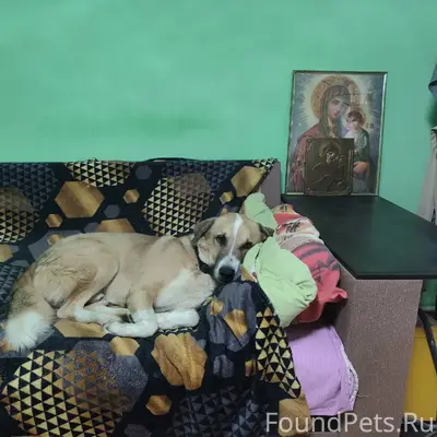 Пропала собака в начале декабр...