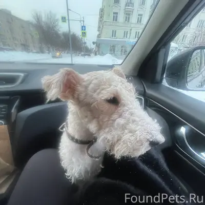 Найдена собака в районе ДК, с....