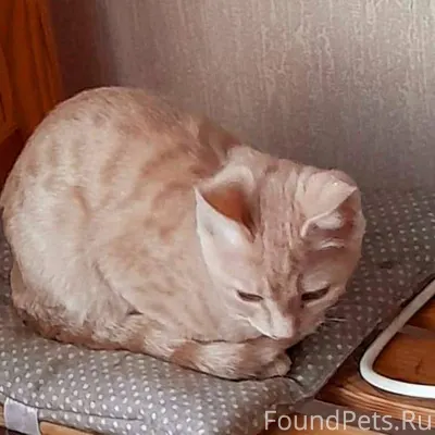 Хотят стать домашними игривые ...