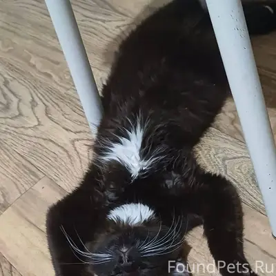 Здравствуйте пропал кот 10 янв...