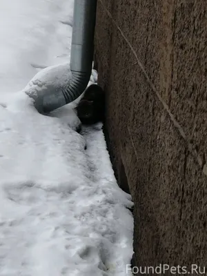 Нашли кота(или кошку). Просиде...