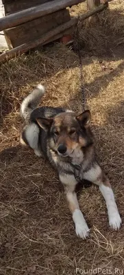 Пропал пёс, по кличке Жан. Рай...