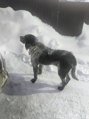 Тобольск. Кто потерял собаку? ...