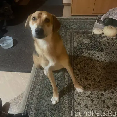 Найдена собака породы Русская ...
