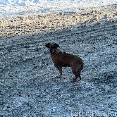 Убежала собака Откликается на ...