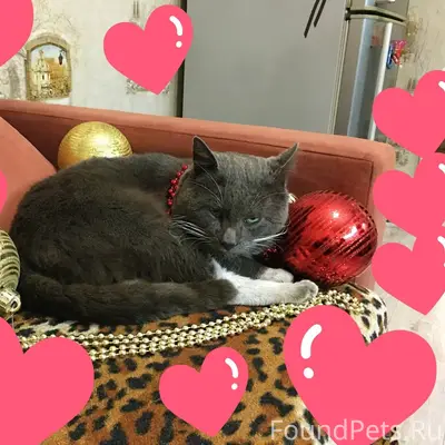 Пропал любимый кот Мурик 🐈⬛️❤...