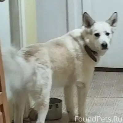 Верхнетуломский. Пропала собак...