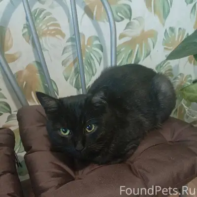 ПРОПАЛ КОТ 🐈‍⬛‼️‼️‼️ Может кто...