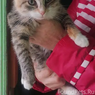 Пропала кошка. Если кто увидит...