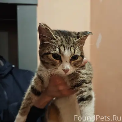 Найдена кошка (ул. Шкатова). О...