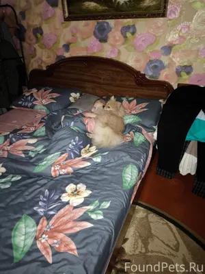 Пропала собака в районе дома Ш...