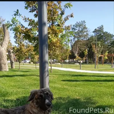 Пропала собака город темрюк но...