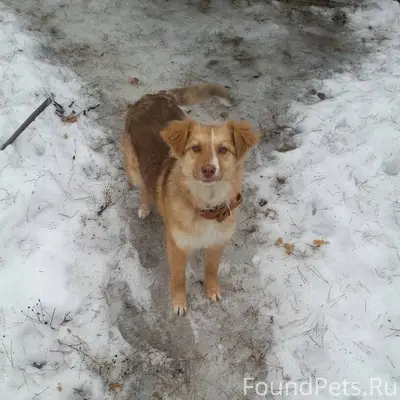 Пропала собака помесь новошотл...
