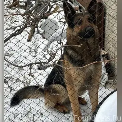 Ищем собаку, которую временно ...