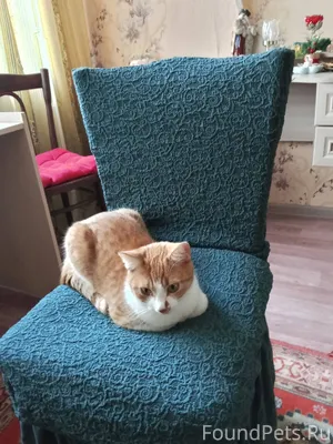 Пропала кошка, кличка Веснушка...