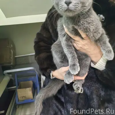 Найдена кошка. Срочно нужно пр...