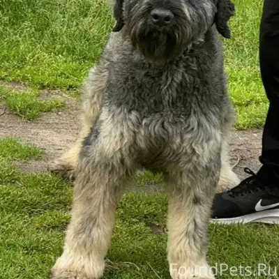 ❗Кобрин. Пропала собака 🐕 Поро...