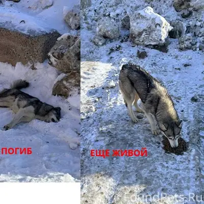 Срочно,бегало три хася. Один п...