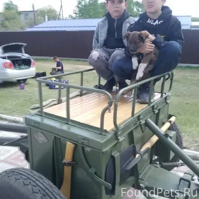 Потерялась собака щенок 7 меся...