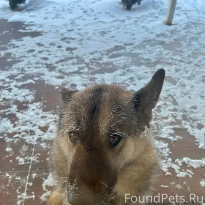 Ребят, вчера убежала моя собак...